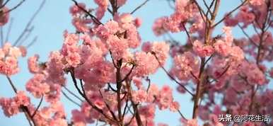 樱花的花语是什么？樱花的花语象征意义