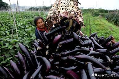 茄子怎么种，温室怎么种，温室怎么种