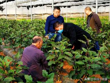 茄子怎么种，温室怎么种，温室怎么种