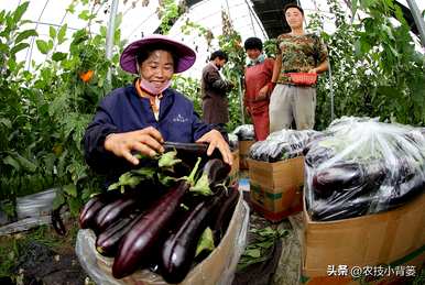 茄子怎么种，温室怎么种，温室怎么种