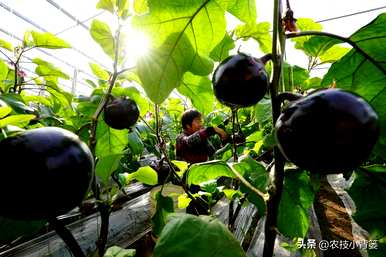 茄子怎么种，温室怎么种，温室怎么种