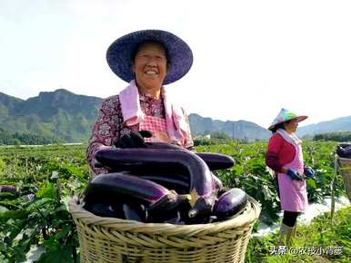 茄子怎么种，温室怎么种，温室怎么种