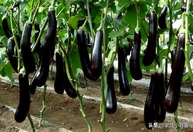 茄子怎么种，温室怎么种，温室怎么种