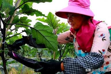 茄子怎么种，温室怎么种，温室怎么种