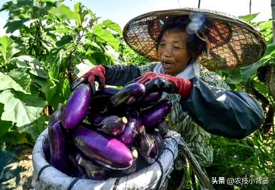 茄子怎么种，温室怎么种，温室怎么种