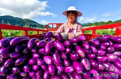 茄子怎么种，温室怎么种，温室怎么种