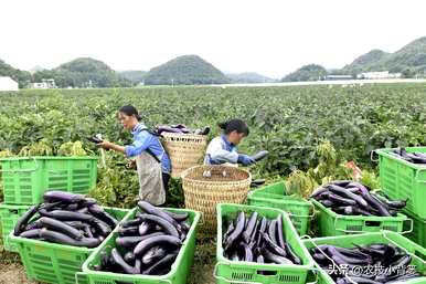 茄子怎么种，温室怎么种，温室怎么种