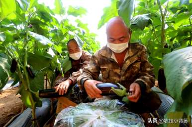 茄子怎么种，温室怎么种，温室怎么种
