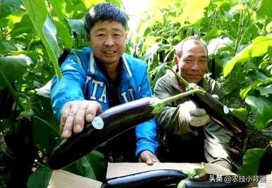 茄子怎么种，温室怎么种，温室怎么种