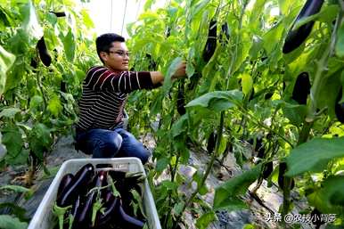 茄子怎么种，温室怎么种，温室怎么种