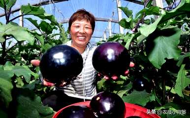 茄子怎么种，温室怎么种，温室怎么种