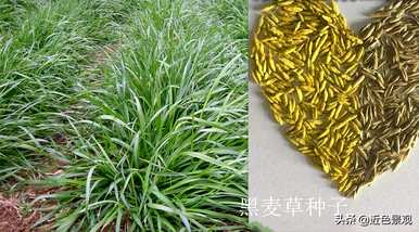 绿草的种植方法和技术，绿草的种类有哪些？