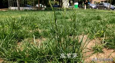 绿草的种植方法和技术，绿草的种类有哪些？