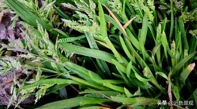 绿草的种植方法和技术，绿草的种类有哪些？