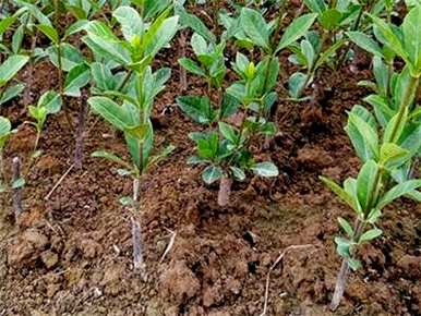 桂花树种子可以在冰箱里种植吗？如何种植桂花树？
