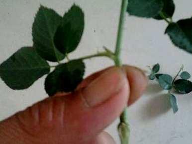 月季花怎么扦插？