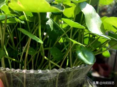 鱼缸里怎么种铜钱草？