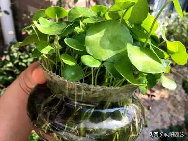鱼缸里怎么种铜钱草？
