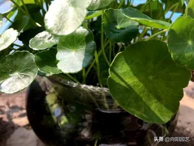 鱼缸里怎么种铜钱草？
