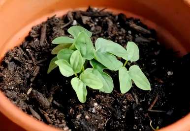 有哪些好养又好看的花，有哪些好养又好看的花？