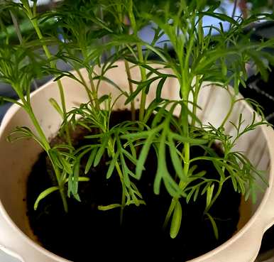有哪些好养又好看的花，有哪些好养又好看的花？
