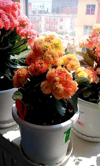 盆栽植物有哪些品种，盆栽竹子有哪些品种？