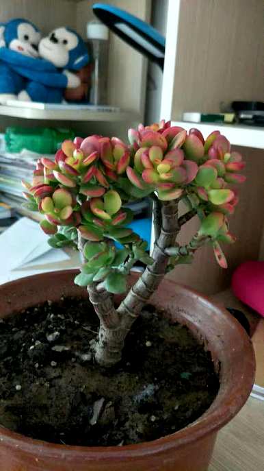 盆栽植物有哪些品种，盆栽竹子有哪些品种？