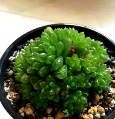 玉露如何繁殖爆盆？