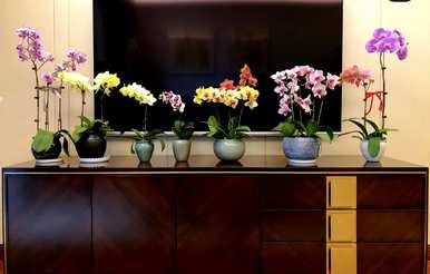 盆栽植物有哪些品种，盆栽竹子有哪些品种？