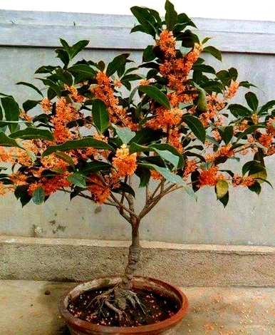桂花几个月开花很正常，桂花几个月开花