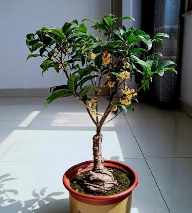 桂花几个月开花很正常，桂花几个月开花