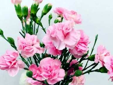 如何种植康乃馨，康乃馨种植视频