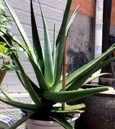 芦荟如何分株移栽，芦荟如何分株移栽视频教程