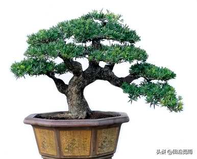 米叶罗汉松盆景的养殖方法，如何养殖米叶罗汉松盆景