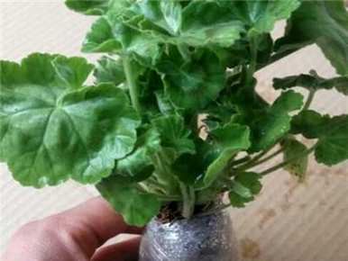 绣球花能在室内养吗？绣球花能在室内养吗？