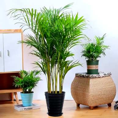 室内大型花卉有哪些，室内大型花卉有哪些品种？