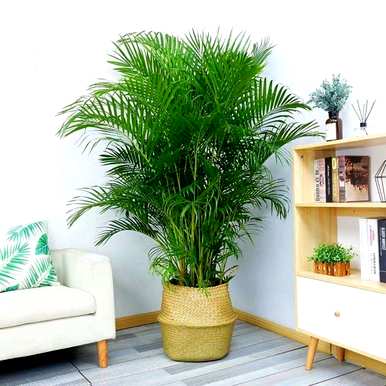 室内大型花卉有哪些，室内大型花卉有哪些品种？