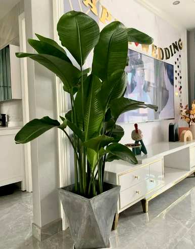 室内大型花卉有哪些，室内大型花卉有哪些品种？