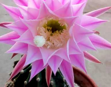 仙人掌怎么养才能开花？仙人掌明虾能开多少花？