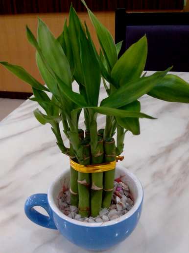 如何养富贵竹用水才能更旺盛，如何养富贵竹用水？