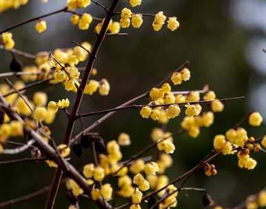 腊梅花几年就能开花，腊梅花几个月就能开花