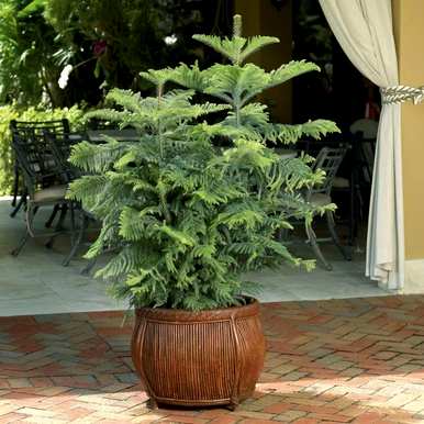 能开花的室内木本植物，室内种什么木本植物最好？