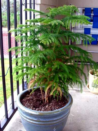 能开花的室内木本植物，室内种什么木本植物最好？