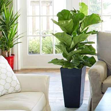 能开花的室内木本植物，室内种什么木本植物最好？