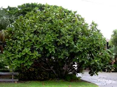 能开花的室内木本植物，室内种什么木本植物最好？