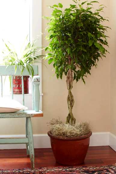 能开花的室内木本植物，室内种什么木本植物最好？