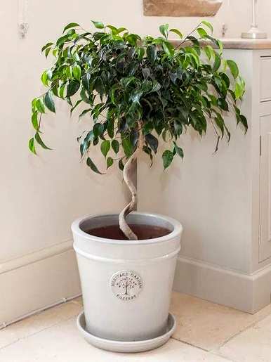 能开花的室内木本植物，室内种什么木本植物最好？
