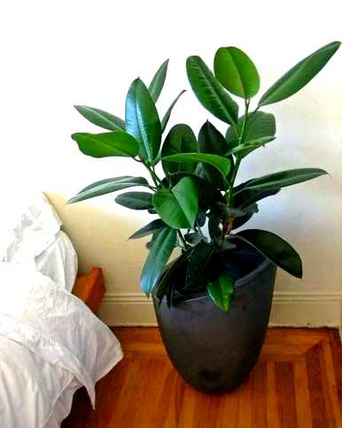 能开花的室内木本植物，室内种什么木本植物最好？