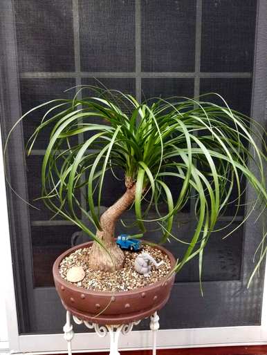 能开花的室内木本植物，室内种什么木本植物最好？