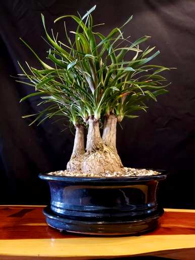 能开花的室内木本植物，室内种什么木本植物最好？
